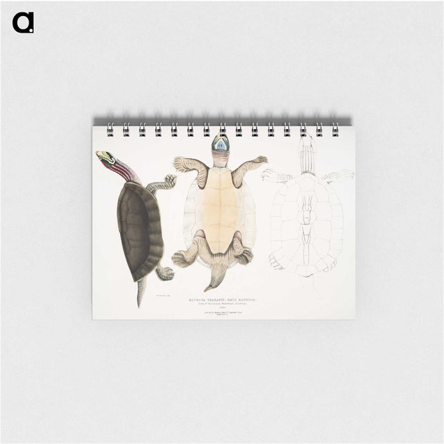 1-84_Indian-Zoology_memo