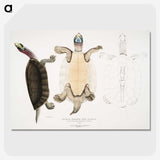 1-84_Indian-Zoology_picture-crop