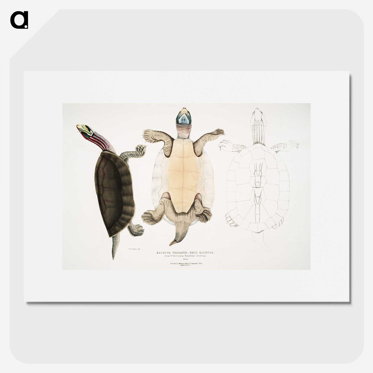 1-84_Indian-Zoology_picture