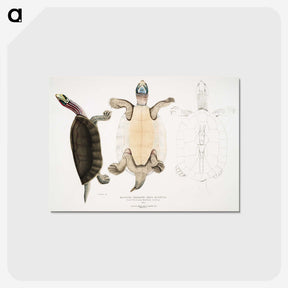 1-84_Indian-Zoology_postcard