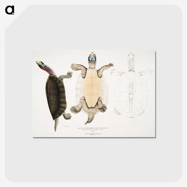 1-84_Indian-Zoology_postcard
