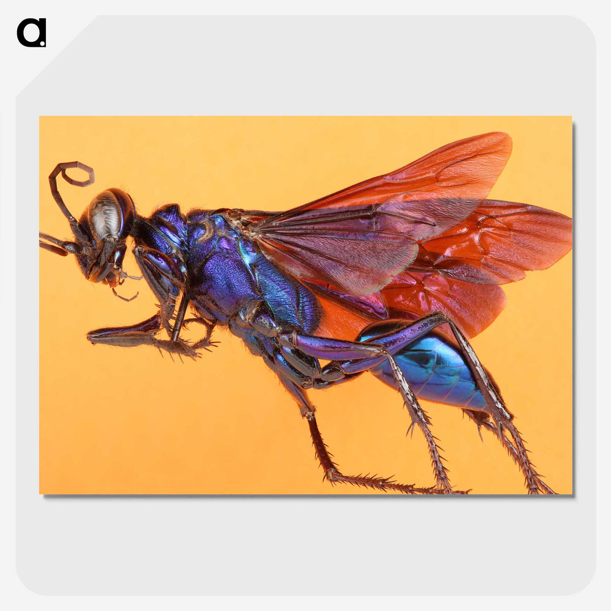 1-84_Insects-Unlocked-Project_picture-crop