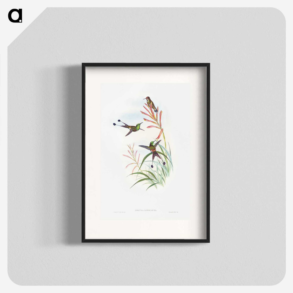 1-84_John-Gould_blk