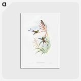 1-84_John-Gould_hagaki