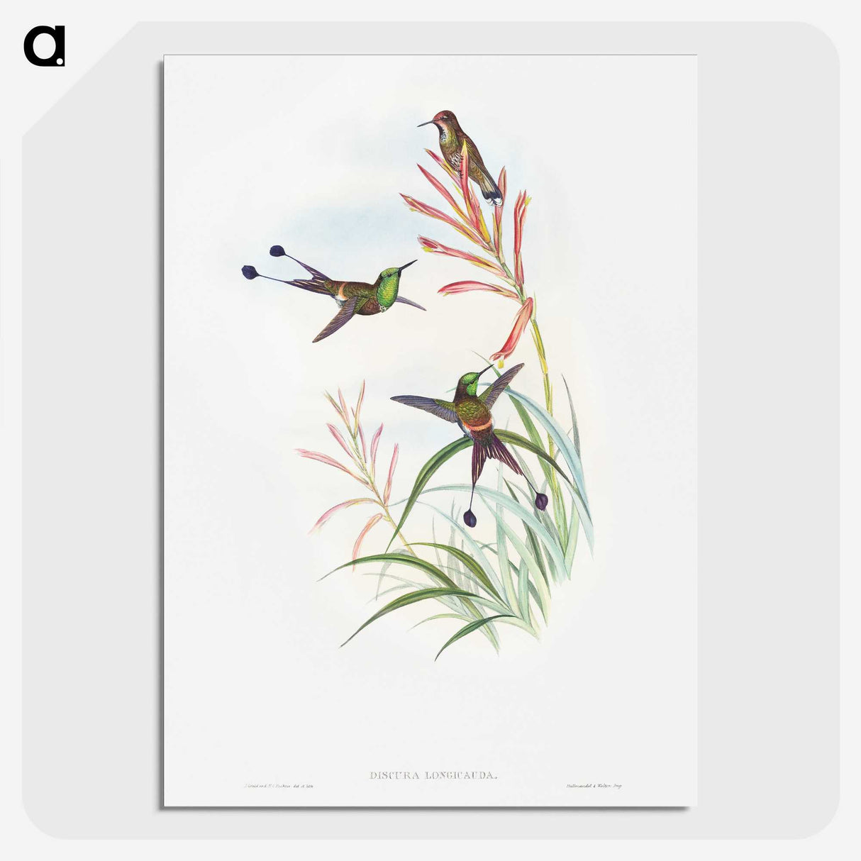 1-84_John-Gould_picture-crop