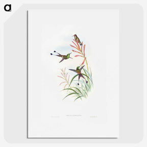 1-84_John-Gould_picture