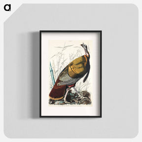 アートポスター-Wild Turkey or Great American Cock
 - ジョン ジェームス オーデュボン Poster.