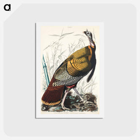 アートポストカード-Wild Turkey or Great American Cock
 - ジョン ジェームス オーデュボン Postcard.