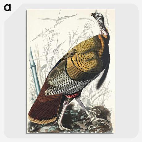 1-84_John-James-Audubon_picture-crop