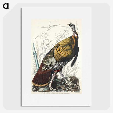 1-84_John-James-Audubon_picture