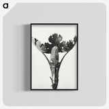 1-84_Karl-Blossfeldt_blk-crop