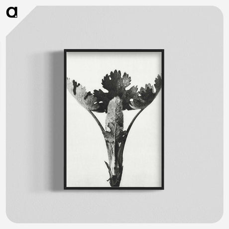 1-84_Karl-Blossfeldt_blk-crop