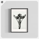 1-84_Karl-Blossfeldt_blk