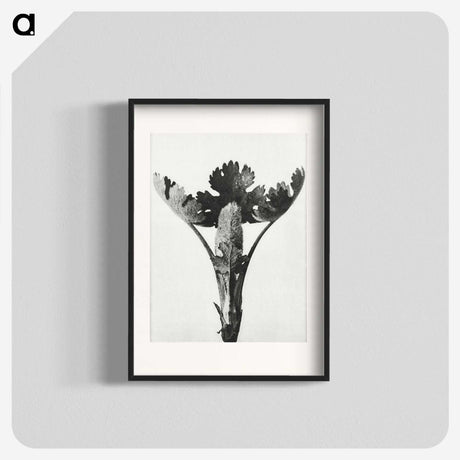 1-84_Karl-Blossfeldt_blk