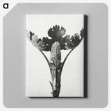 1-84_Karl-Blossfeldt_canvas