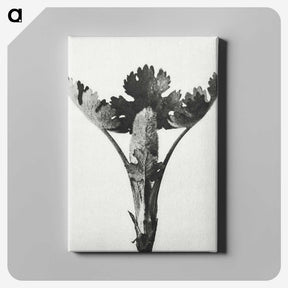 1-84_Karl-Blossfeldt_canvas
