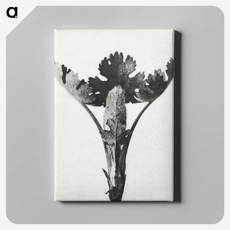 1-84_Karl-Blossfeldt_canvas