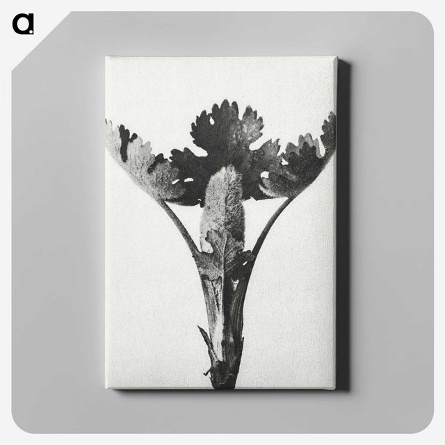 1-84_Karl-Blossfeldt_canvas