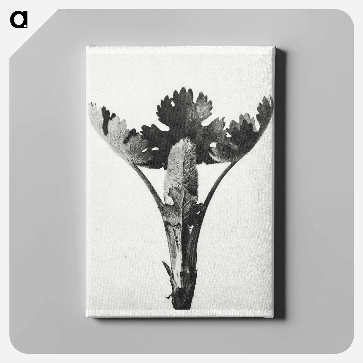 Macleya Cordata (Five–Seeded Plume-Poppy) - Karl Blossfeldt Canvas.