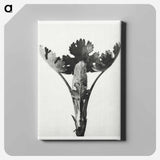 Macleya Cordata (Five–Seeded Plume-Poppy) - Karl Blossfeldt Canvas.