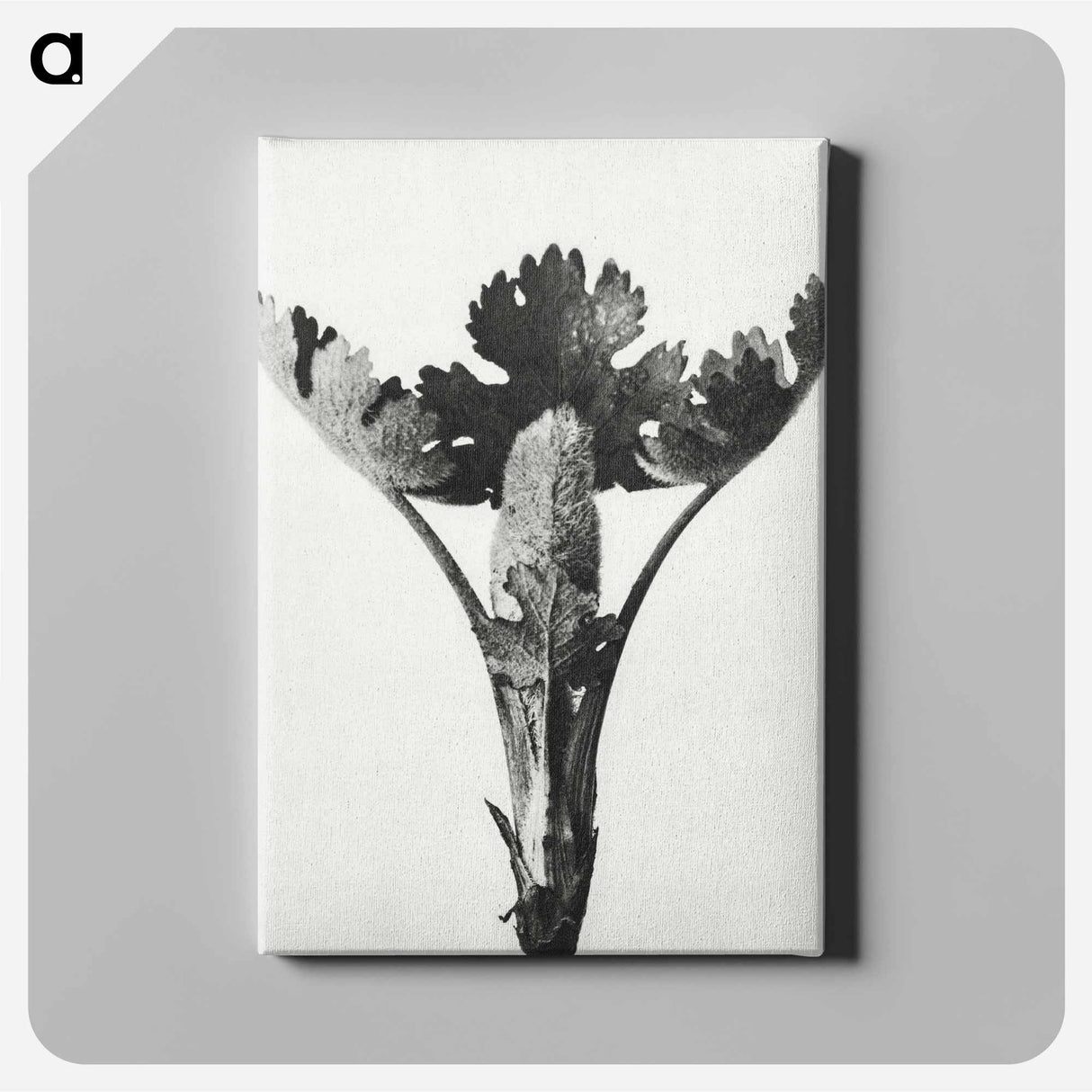 アートパネル-Macleya Cordata (Five–Seeded Plume-Poppy) - カール ブロスフェルト Canvas.