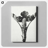 アートパネル-Macleya Cordata (Five–Seeded Plume-Poppy) - カール ブロスフェルト Canvas.