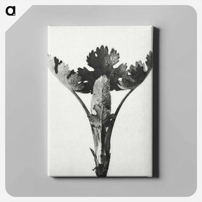アートパネル-Macleya Cordata (Five–Seeded Plume-Poppy) - カール ブロスフェルト Canvas.