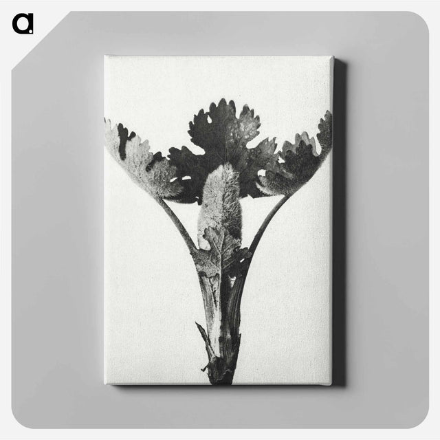 アートパネル-Macleya Cordata (Five–Seeded Plume-Poppy) - カール ブロスフェルト Canvas.