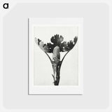 アートポストカード-Macleya Cordata (Five–Seeded Plume-Poppy) - カール ブロスフェルト Postcard.