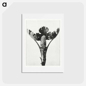アートポストカード-Macleya Cordata (Five–Seeded Plume-Poppy) - カール ブロスフェルト Postcard.