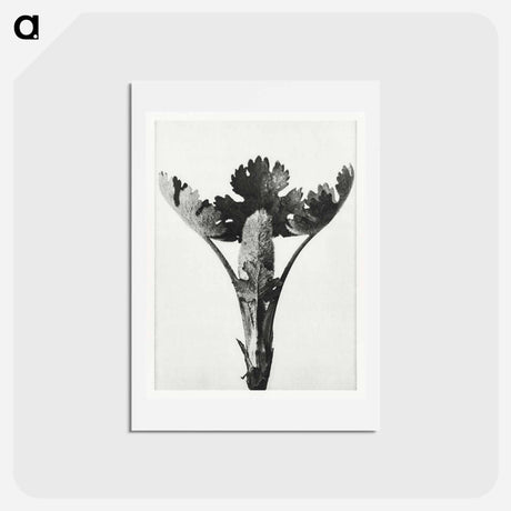アートポストカード-Macleya Cordata (Five–Seeded Plume-Poppy) - カール ブロスフェルト Postcard.