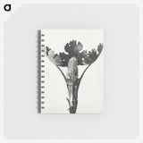 1-84_Karl-Blossfeldt_memo