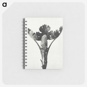 1-84_Karl-Blossfeldt_memo