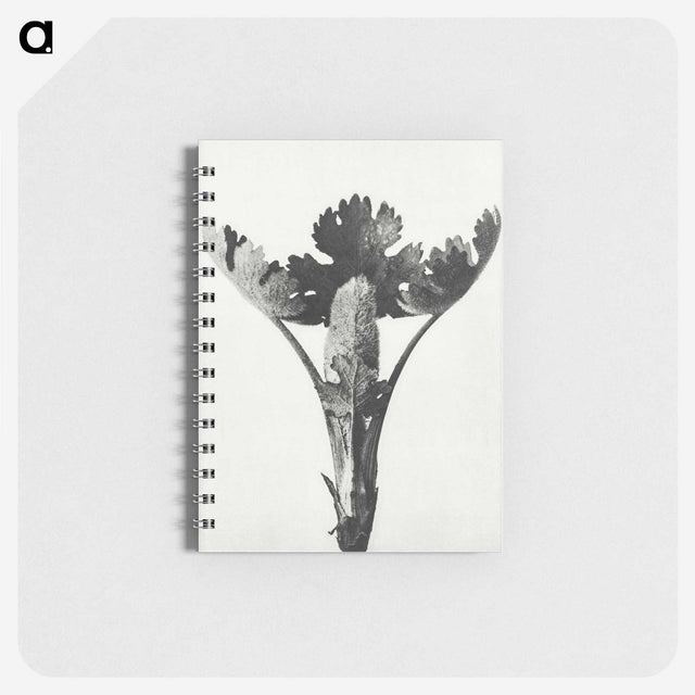 1-84_Karl-Blossfeldt_memo