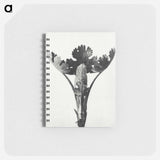 アートメモ帳-Macleya Cordata (Five–Seeded Plume-Poppy) - カール ブロスフェルト Memo.