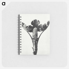 アートメモ帳-Macleya Cordata (Five–Seeded Plume-Poppy) - カール ブロスフェルト Memo.