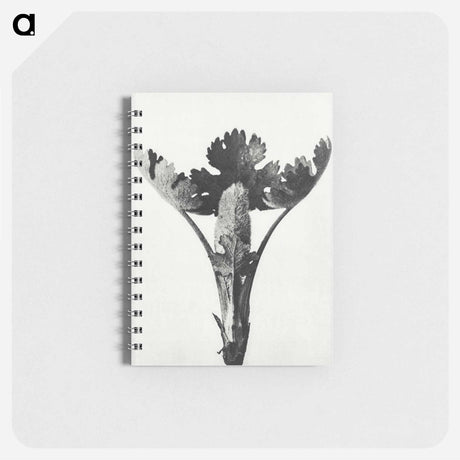 アートメモ帳-Macleya Cordata (Five–Seeded Plume-Poppy) - カール ブロスフェルト Memo.
