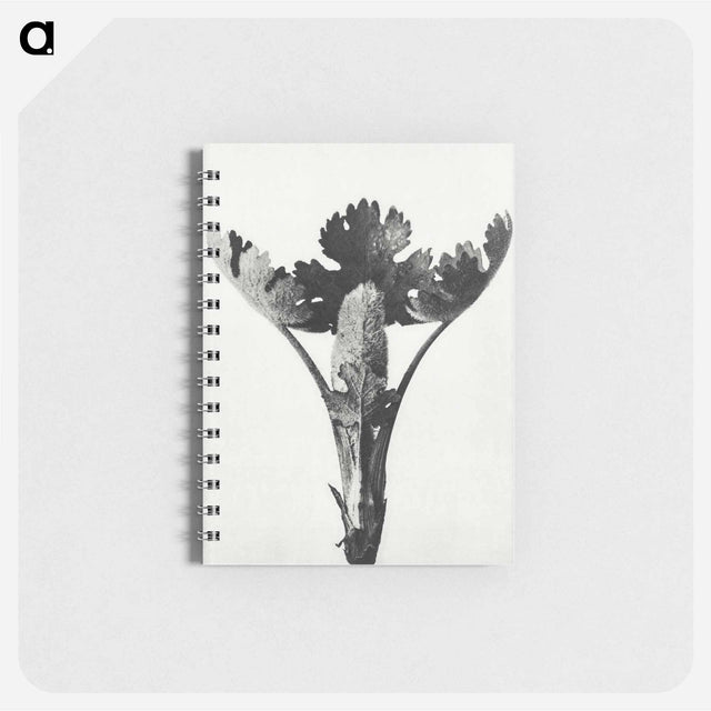 アートメモ帳-Macleya Cordata (Five–Seeded Plume-Poppy) - カール ブロスフェルト Memo.