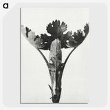1-84_Karl-Blossfeldt_picture-crop