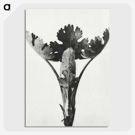 1-84_Karl-Blossfeldt_picture-crop