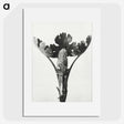 1-84_Karl-Blossfeldt_picture