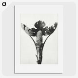 1-84_Karl-Blossfeldt_picture