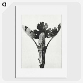 1-84_Karl-Blossfeldt_picture