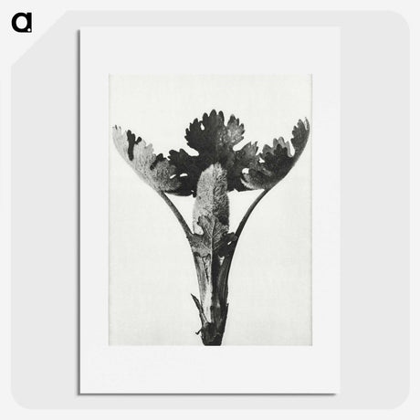 1-84_Karl-Blossfeldt_picture
