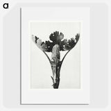 Macleya Cordata (Five–Seeded Plume-Poppy) - Karl Blossfeldt Poster.