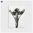 1-84_Karl-Blossfeldt_postcard