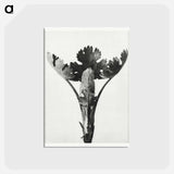 アートポストカード-Macleya Cordata (Five–Seeded Plume-Poppy) - カール ブロスフェルト Postcard.
