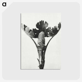 1-84_Karl-Blossfeldt_postcard