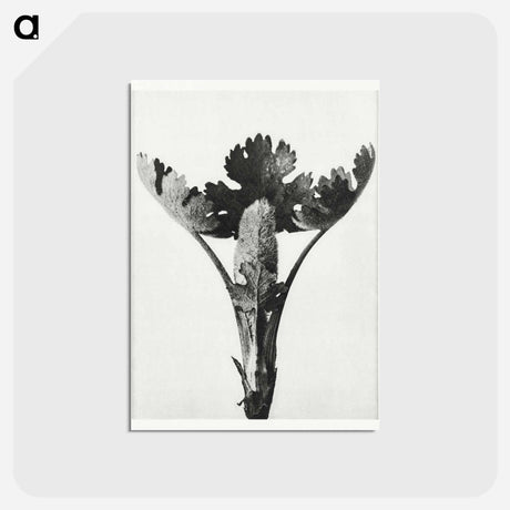 アートポストカード-Macleya Cordata (Five–Seeded Plume-Poppy) - カール ブロスフェルト Postcard.