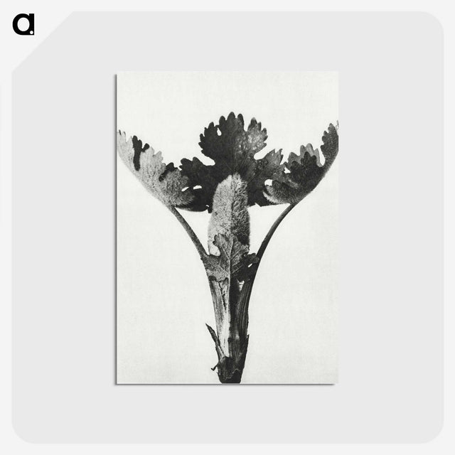 1-84_Karl-Blossfeldt_postcard